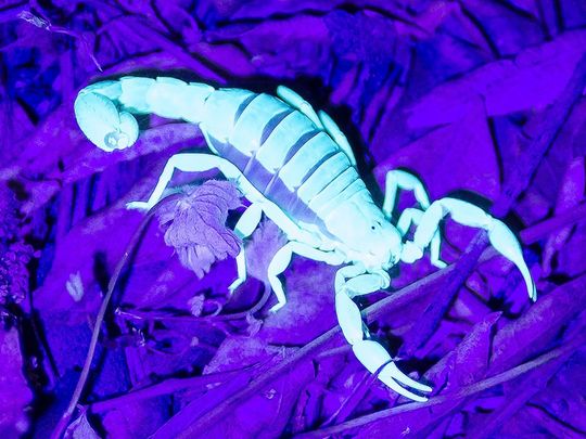Beware the bark scorpion: 5 ways to reduce your risk of being stung