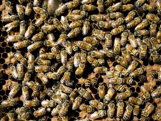 Hiker dies after 1,000 bees attack at Usery Mountain
