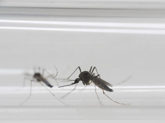 Arizona's Zika virus defense takes shape
