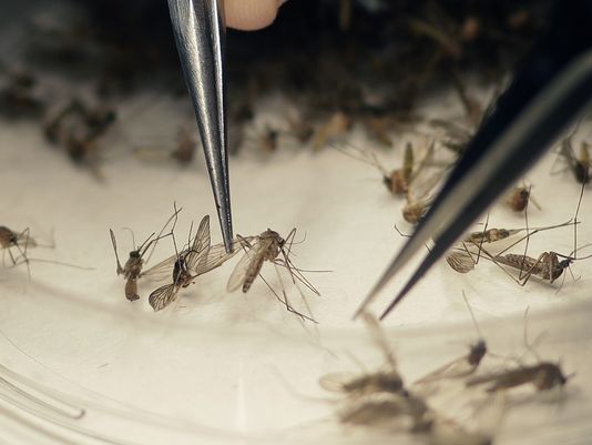 Yuma County confirms first case of Zika virus