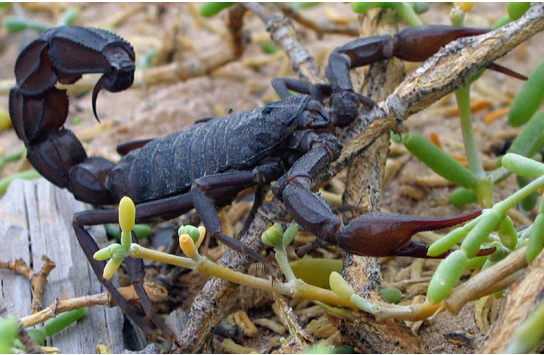 Homeowners complain freeway work launched scorpion invasion