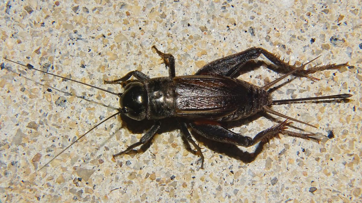 Crickets Arizona Pest Prevention