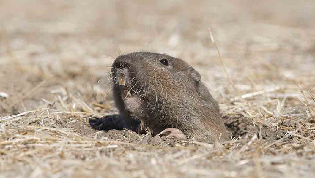 gopher emerging from ground home